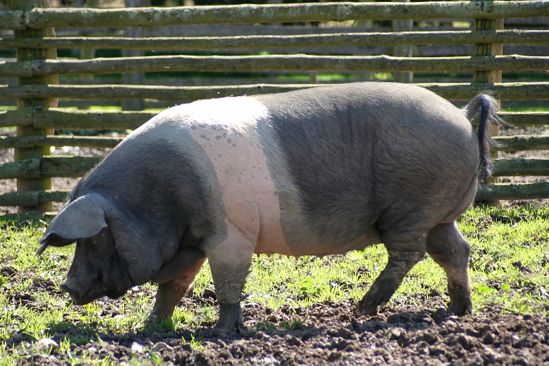 Killikus&reg; Fotographie